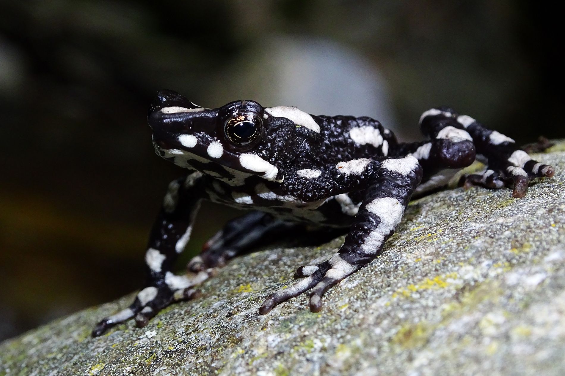 The Plight of Amphibians: Half of All Species Face Extinction