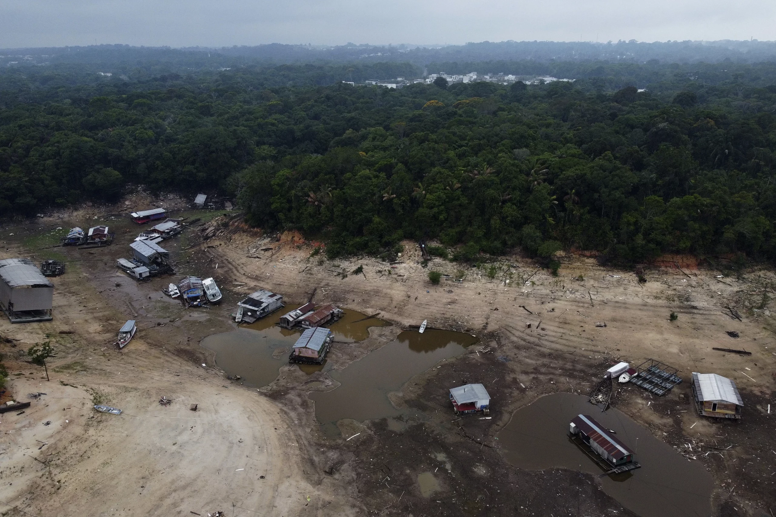 Low Water Levels in Amazon and its Implications on Rainforest