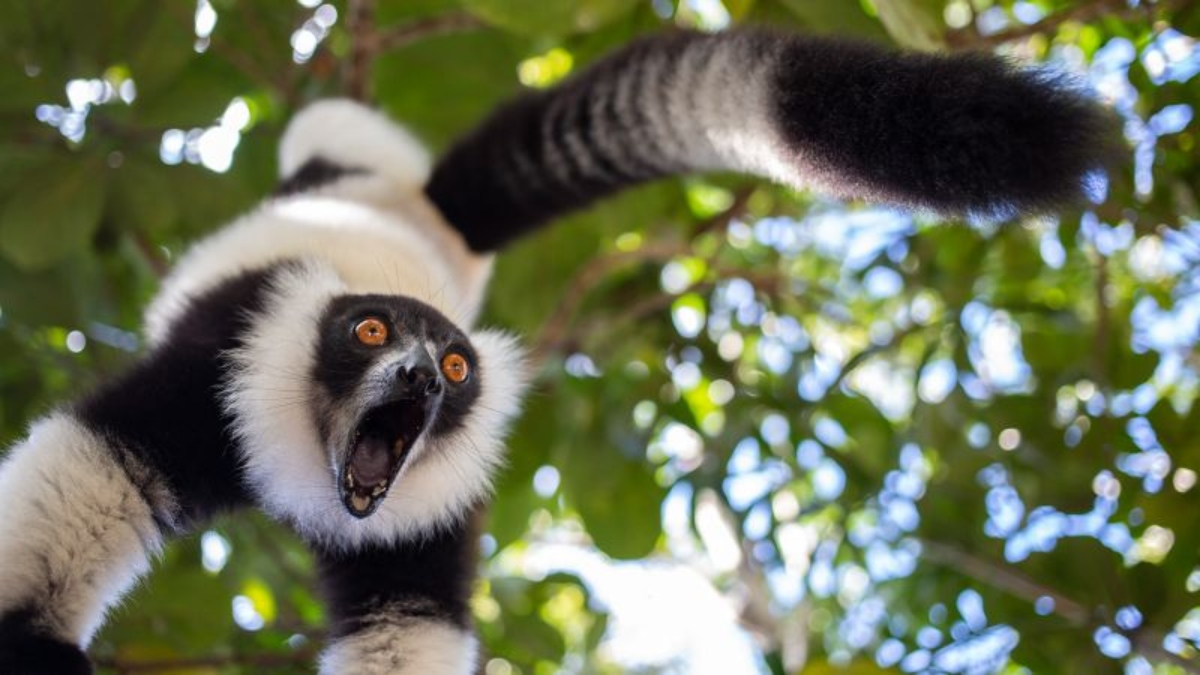 Premios Británicos de Fotografía de Vida Salvaje 2024: Un Viaje visual a través de la Belleza Animal